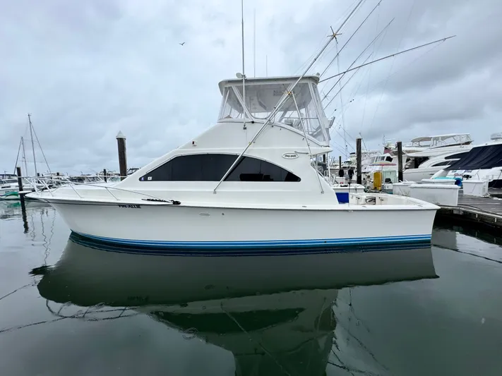 Fin - Allie Yacht Photos Pics 