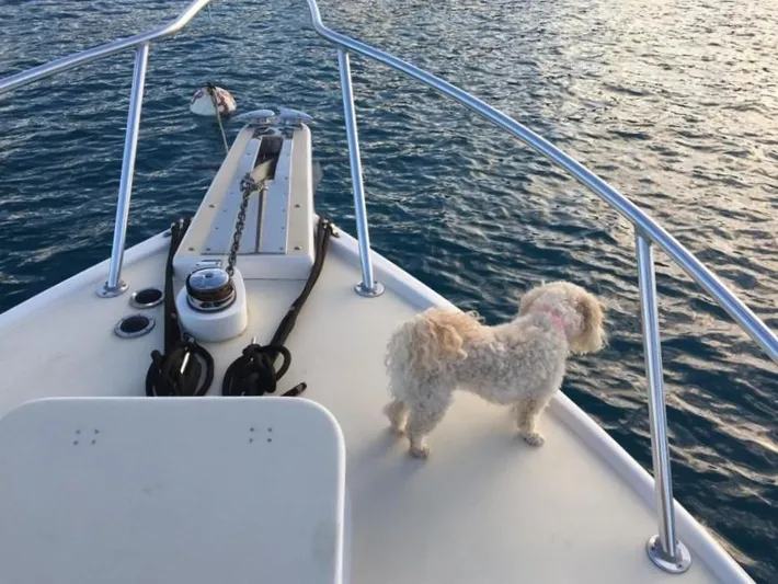 Double Diamond Yacht Photos Pics Small dog on 1964 Bertram 31 Sportfisher boat, overlooking calm water.