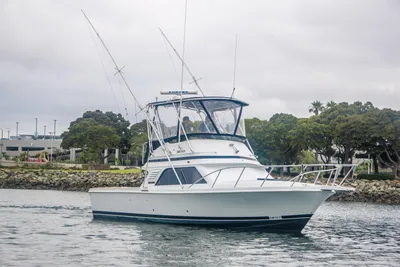 Blackfin 33 Convertible