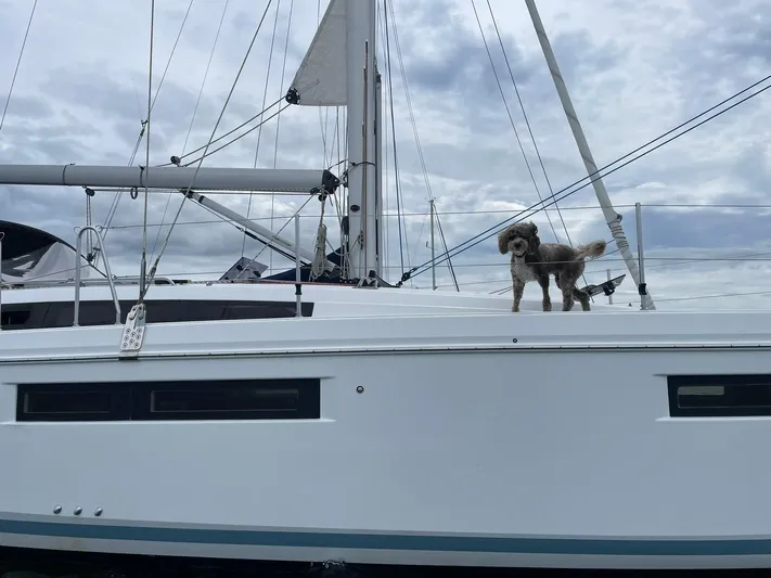 Shaz Yacht Photos Pics Dog standing on Jeanneau Sun Odyssey 410 sailboat, 2020 model, under cloudy sky.