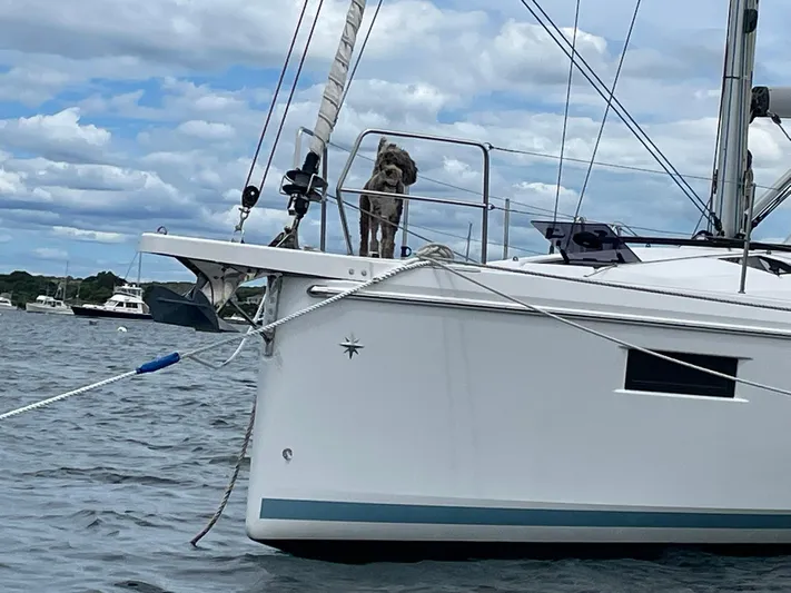 Shaz Yacht Photos Pics Dog on Jeanneau Sun Odyssey 410 sailboat, 2020 model, anchored in a scenic bay.