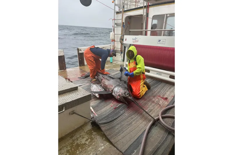 Nova Blue Yacht Photos Pics Two fishermen processing large fish on a 1992 Commercial Long Liner boat.